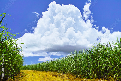 夏の宮古島とサトウキビ畑