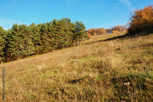 Landscape with blue sky and autumn wood with trees and brush upon grassland hill.