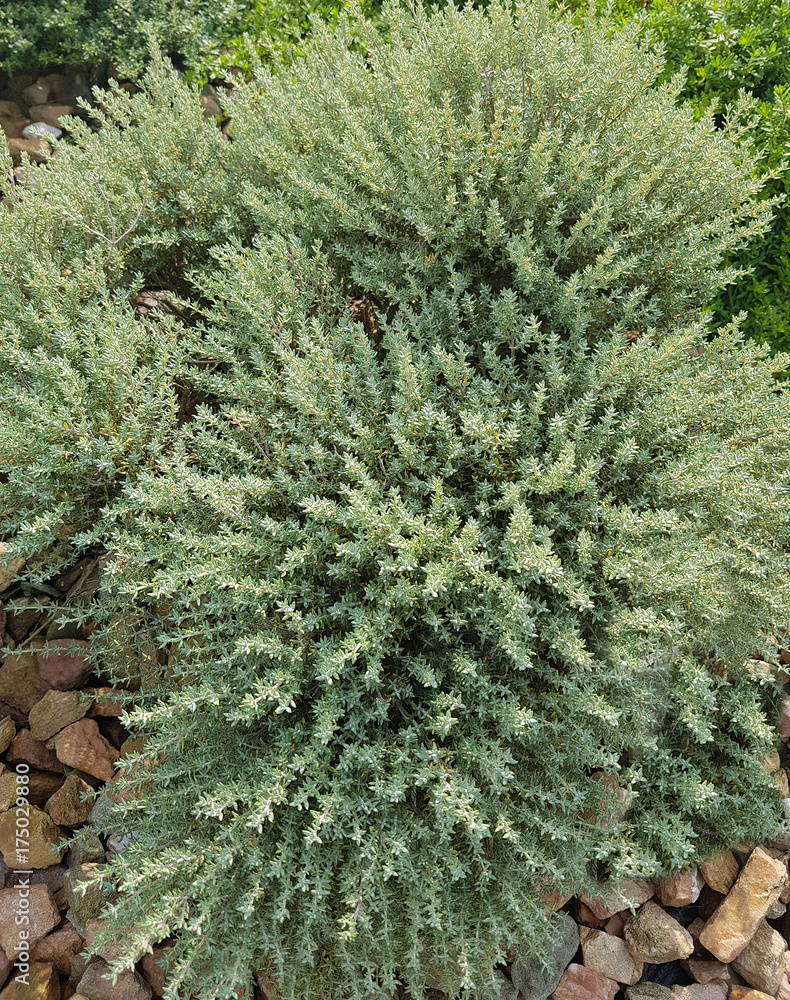 Orangen Teppichthymian, Thymus, Kraeuter, Heilpflanze Orangen Teppichthymian, Thymus, Kraeuter, Heilpflanze