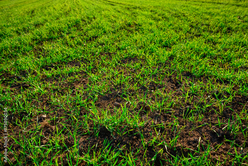 Close-up view on the farm cornfield with green grass and soil in countryside