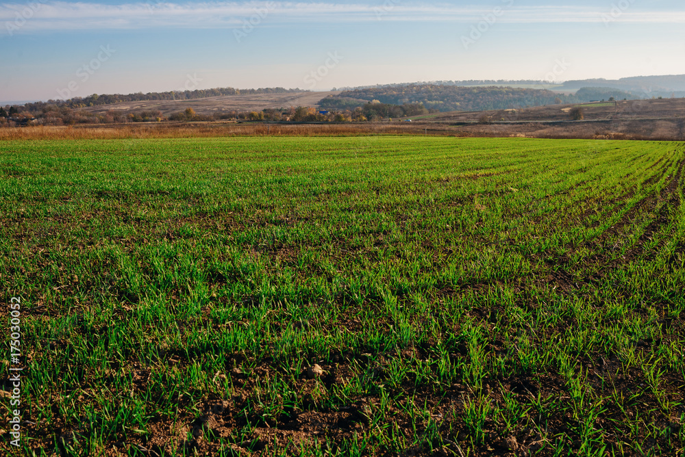 View on the farm cornfield with green grass and soil in countryside with autumn hills on background View on the farm cornfield with green grass and soil in countryside with autumn hills on background