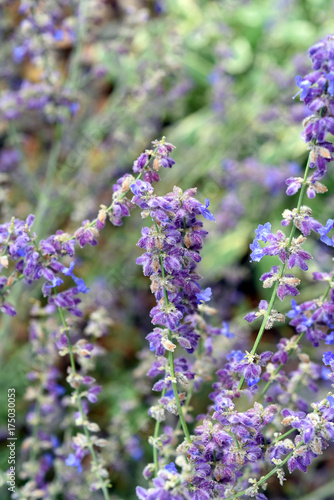 Russischer Salbei  Perovskia atriplicifolia  Little Spire  Kraeuter  Heilpflanze