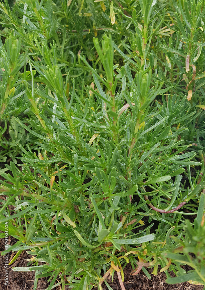Salz-Alant, Inula critmoides, Kraeuter, Heilpflanze