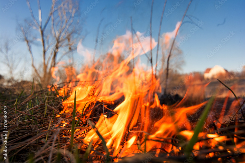 Forest or field fire. tree is burned to the ground a lot of fire when vildfire Forest or field fire. tree is burned to the ground a lot of fire when vildfire