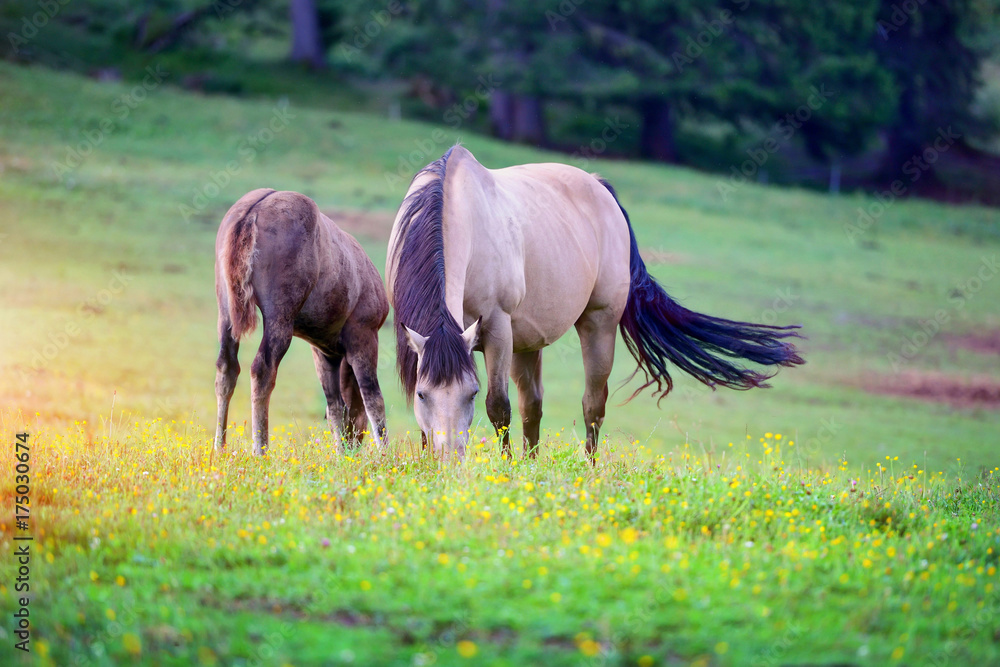 Horses on the meadow in the mountains Horses on the meadow in the mountains