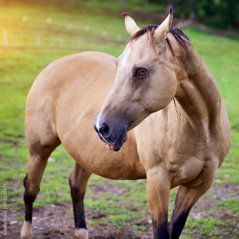 Obraz premium Horse on nature. Portrait of a horse, brown horse
