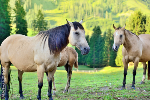 Fototapeta Naklejka Na Ścianę i Meble -  Horses on the meadow in the mountains