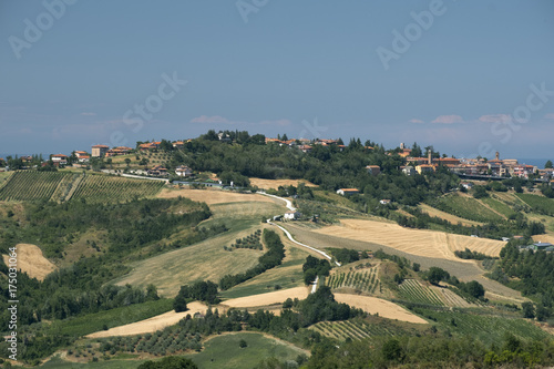 Wallpaper Mural Landscape in Romagna at summer: vineyards Torontodigital.ca