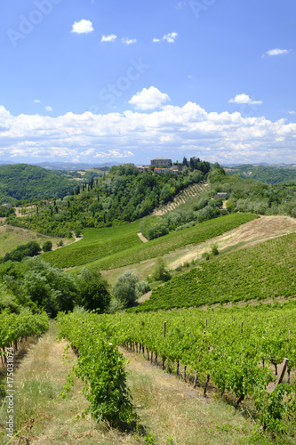 Landscape in Romagna at summer: vineyards