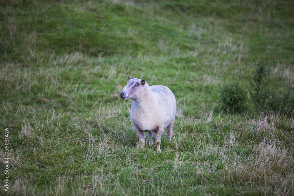 Fototapeta premium The Sheep of Wales