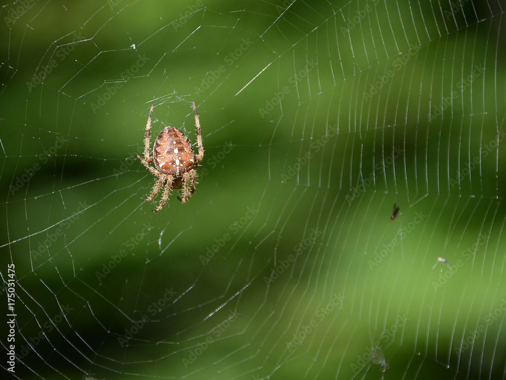 Obraz premium A spider in its net.
