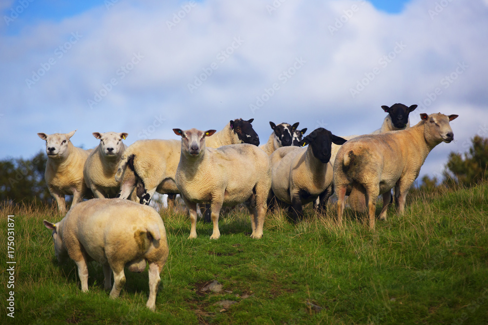 The Sheep of Wales The Sheep of Wales