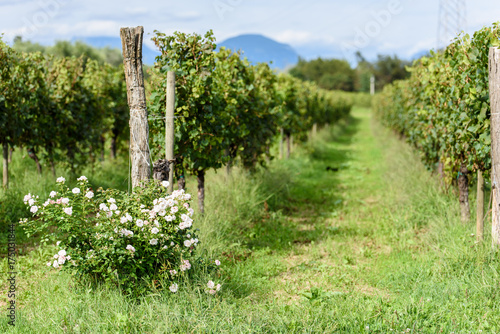 Church in the vineyards