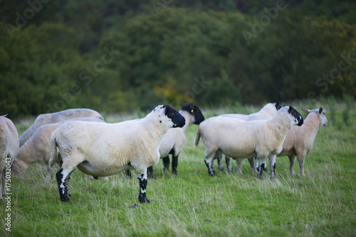 Fototapeta Naklejka Na Ścianę i Meble -  The Sheep of Wales 