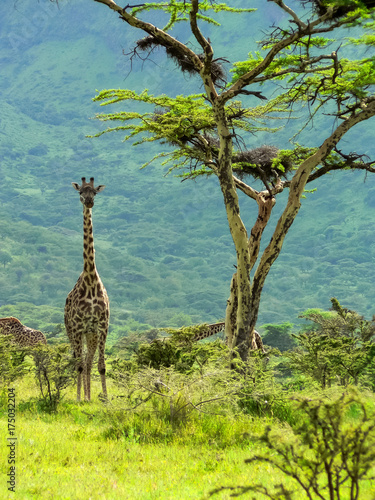 Giraffe and fever tree   Ngorongoro crater  Tanzania
