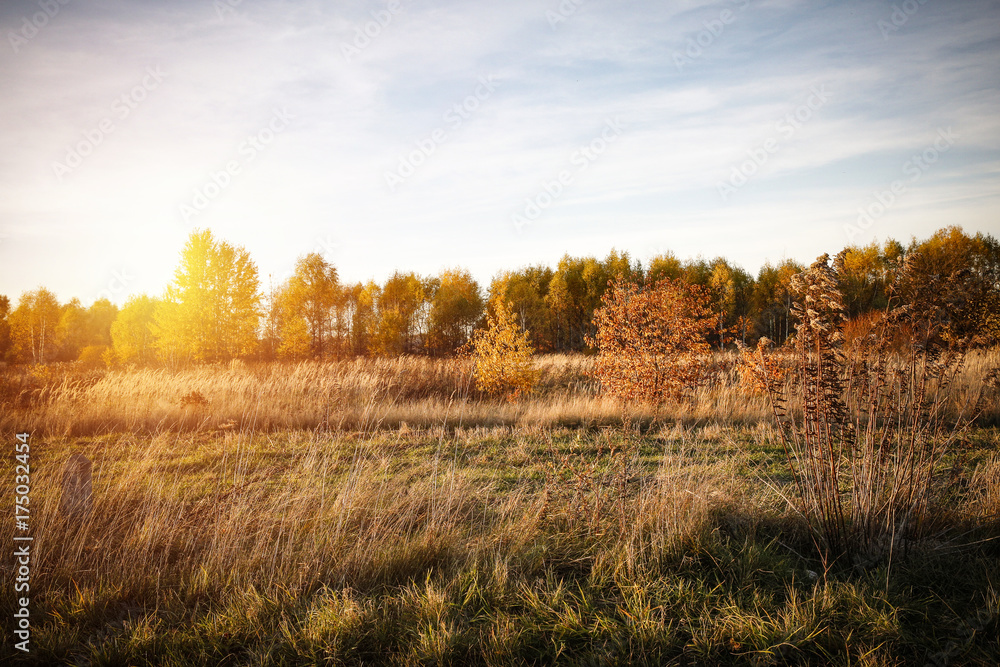 Fototapeta premium autumn road 