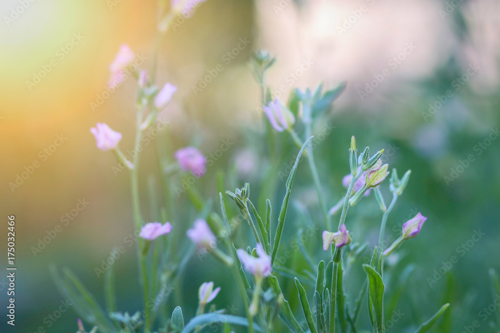 Fototapeta premium Beautiful little purple matthiola flowers among the garden greenery