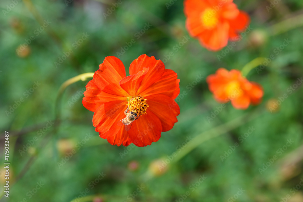 Orange flowers and bees Orange flowers and bees