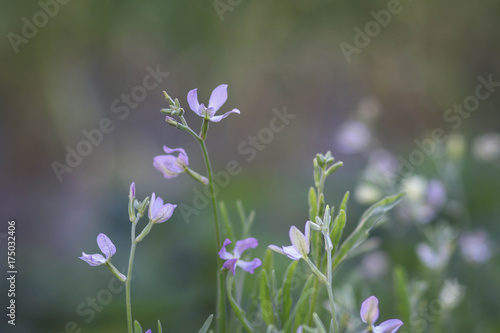 Beautiful little purple matthiola flowers among the garden greenery