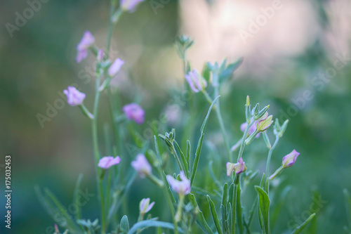 Beautiful little purple matthiola flowers among the garden greenery