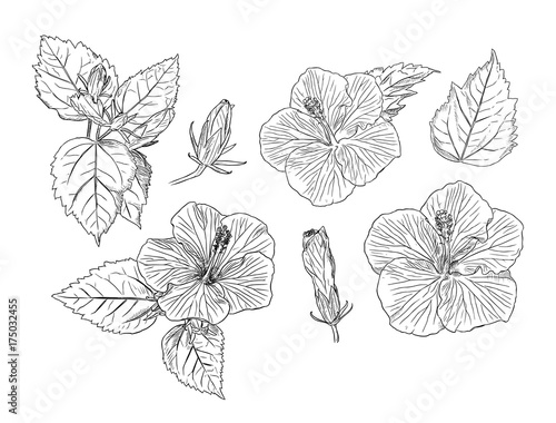 Set of Chinese Hibiscus hand draw sketch vector.
