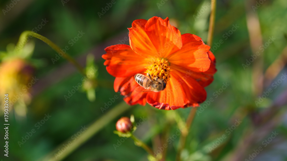 Orange flowers and bees Orange flowers and bees