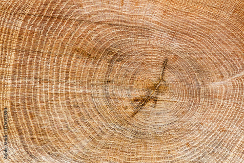 Corte en tronco de roble. Quercus. 