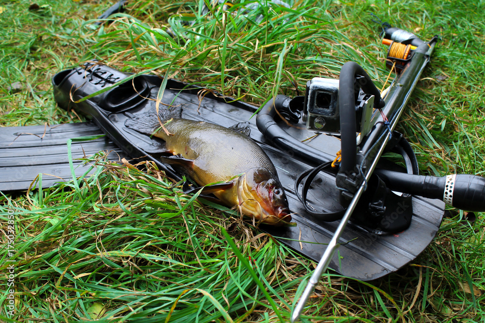 Obraz premium Equipment for spearfishing and caught fish on the grass
