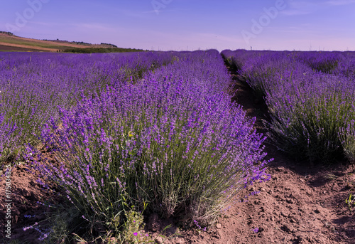  lavender field in Bulgaria