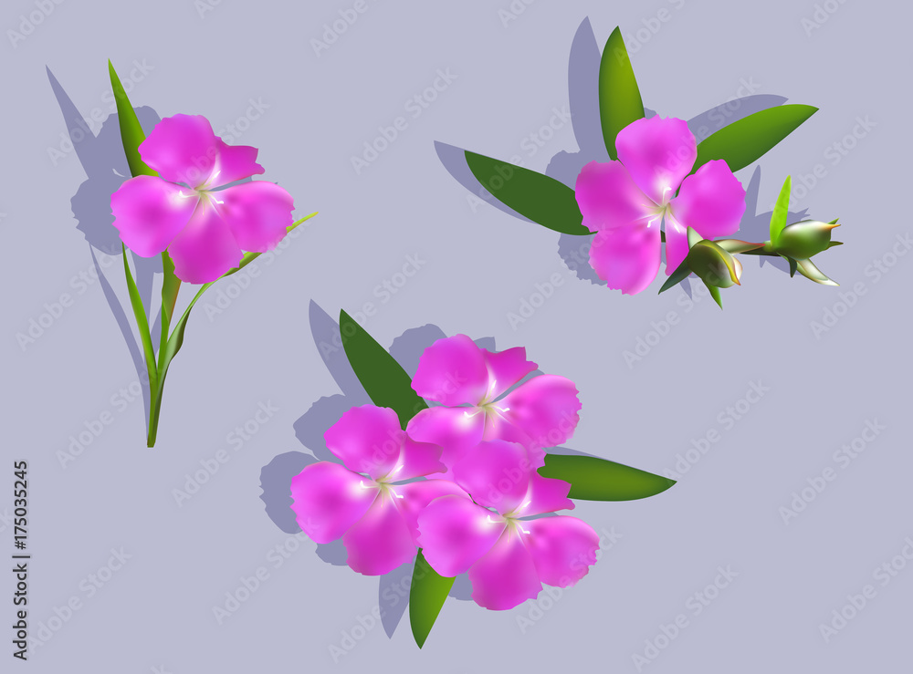 three magenta flowers and shadows on grey three magenta flowers and shadows on grey