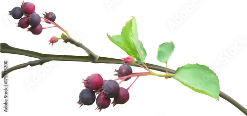 illustration with branch of shadbush isolated on white