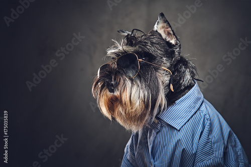 A dogs dressed in a blue shirt and sunglasses.