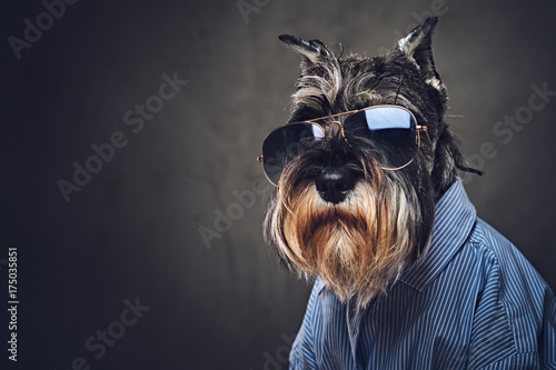 Fototapeta Naklejka Na Ścianę i Meble -  A dogs dressed in a blue shirt and sunglasses.