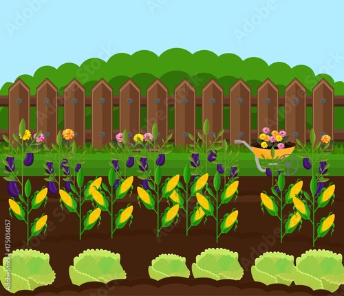 Corn harvest garden Vector. Countryside backgrounds illustration
