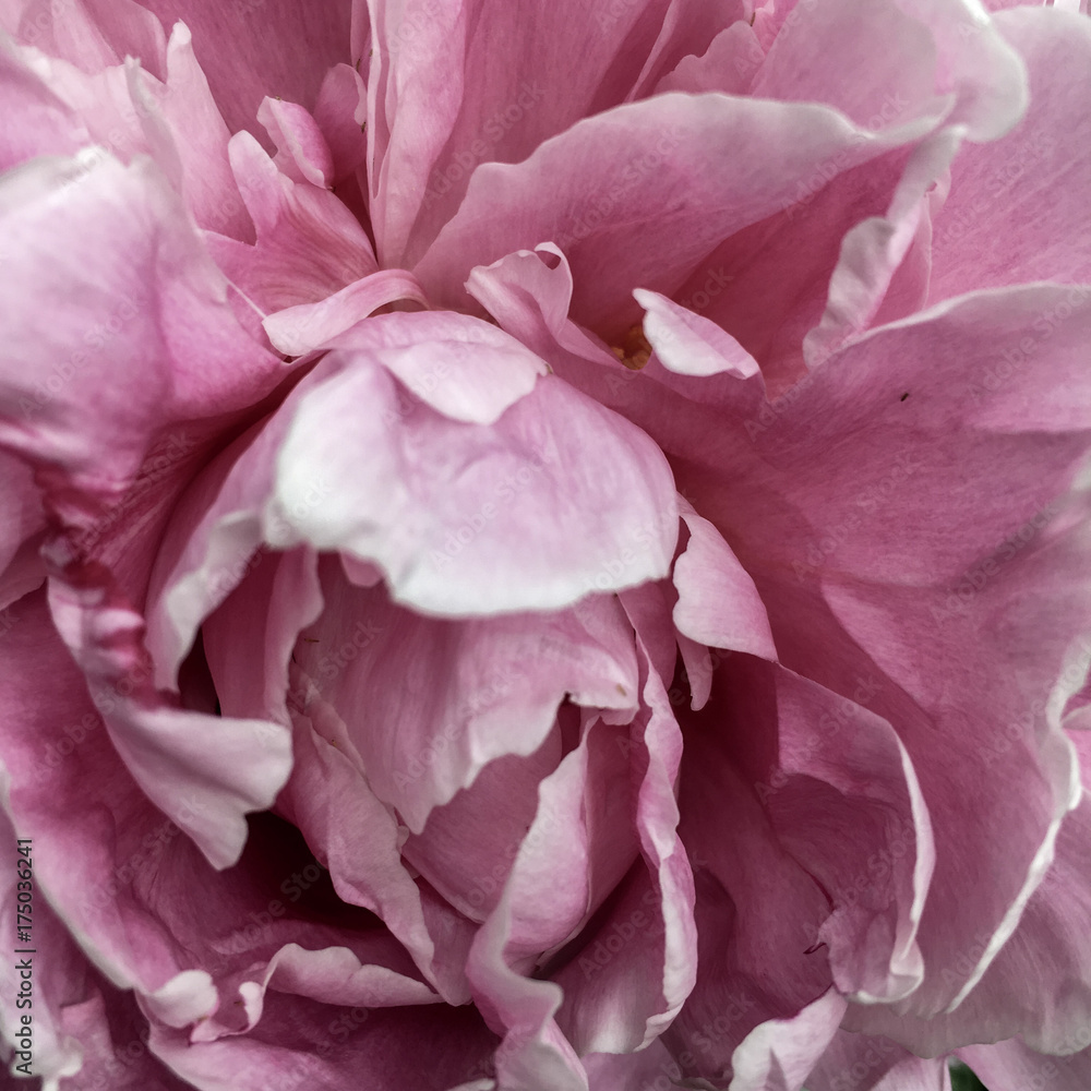 Pink Peony Pink Peony