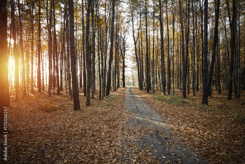 Obraz premium autumn road 