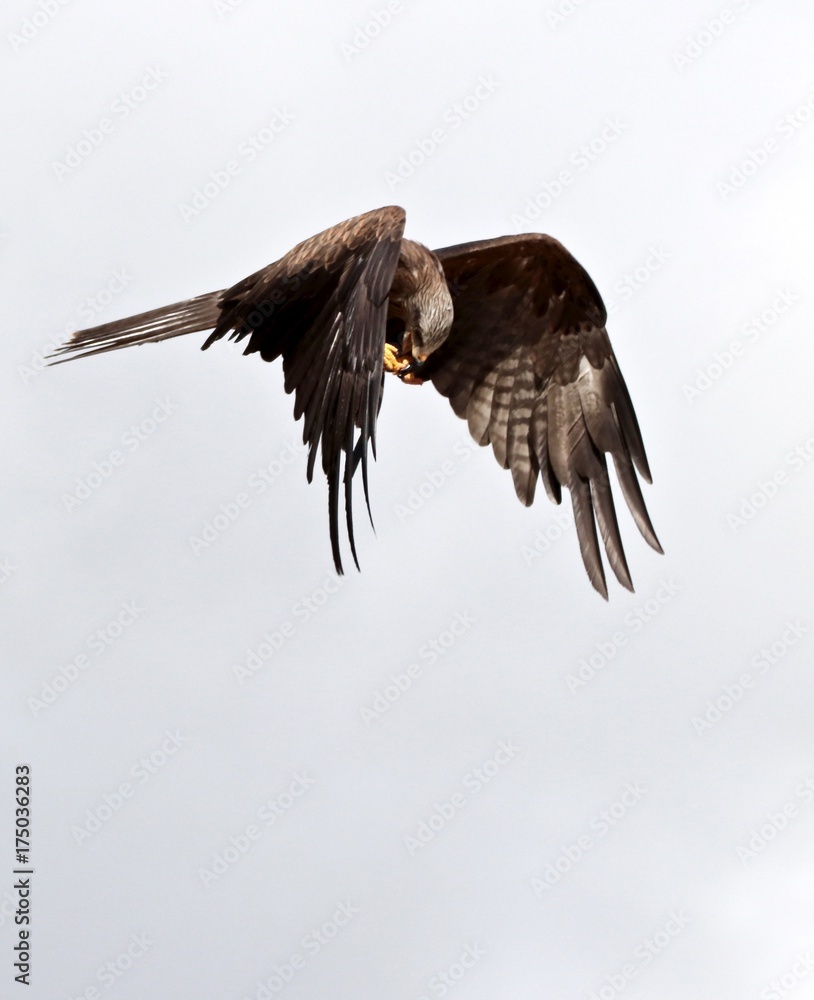 Obraz premium Mediolan