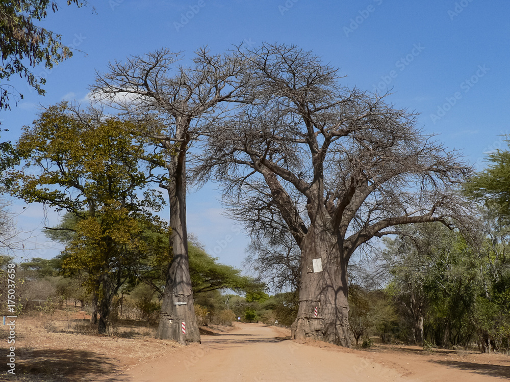 Road between twin baobabs near Linyanti river in Botswana Road between twin baobabs near Linyanti river in Botswana