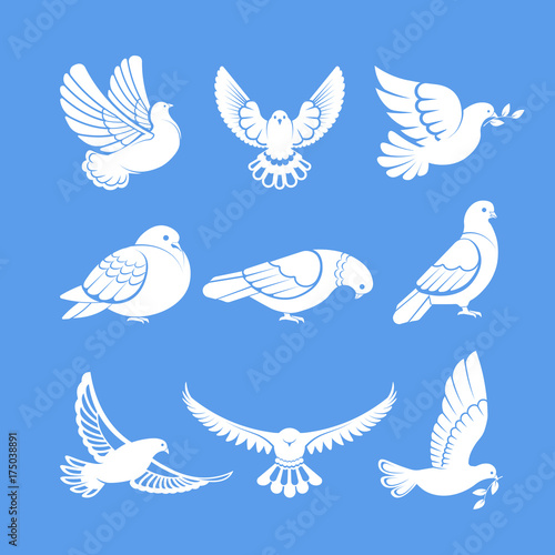 Pigeons or white dove birds flying wings vector flat isolated icons