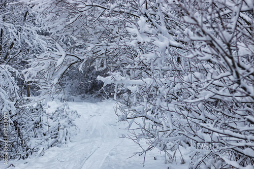 winter forest covered snow