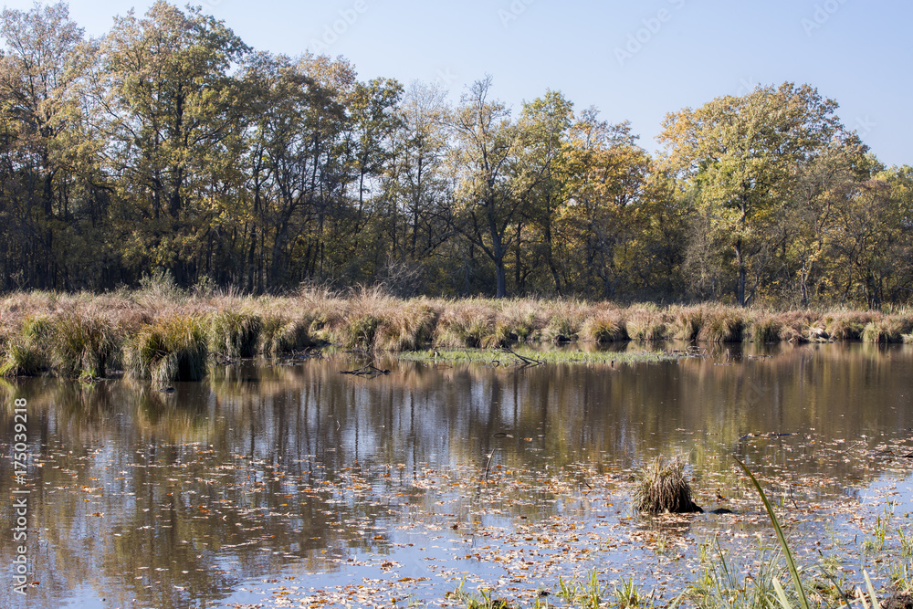 Autumn landscape. Composition of nature. Autumn landscape. Composition of nature.