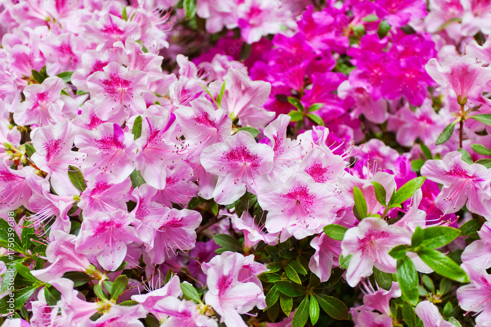 Background from the blossoming pink rhododendrons Background from the blossoming pink rhododendrons