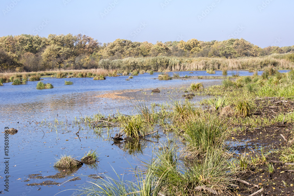 Autumn landscape. Composition of nature. Autumn landscape. Composition of nature.