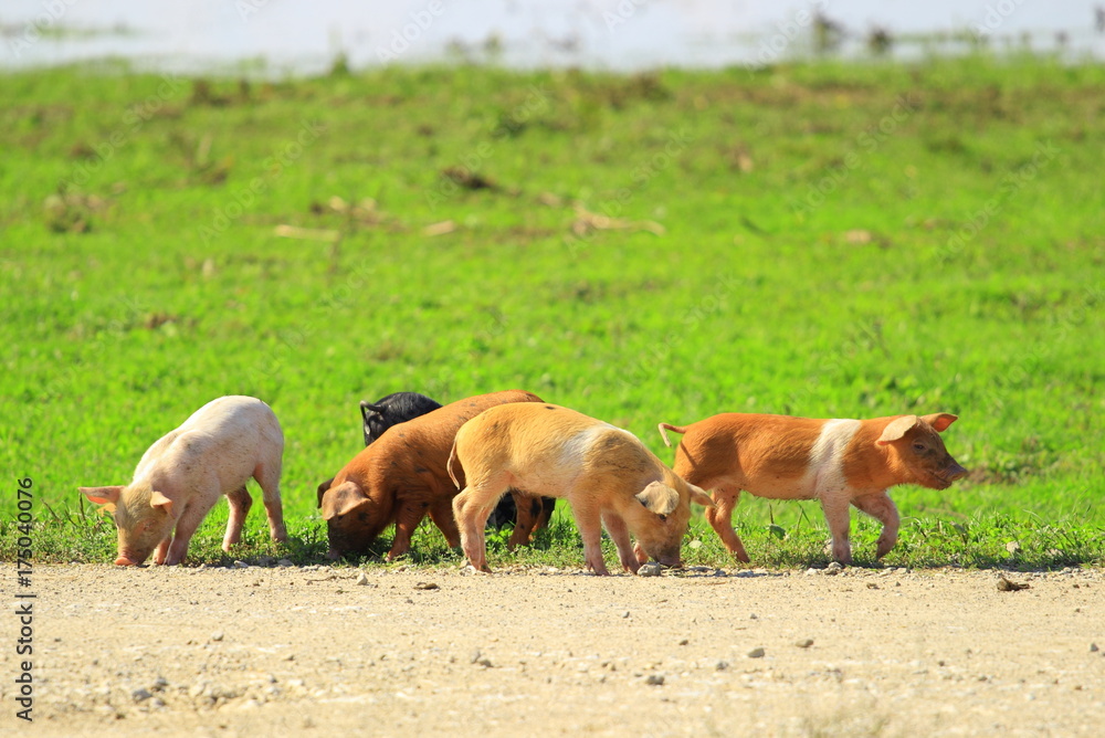 Fototapeta premium Piglets