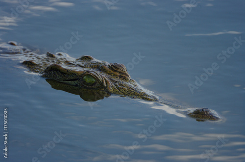 фотографія Crcodile,  lurking face above water with green eye