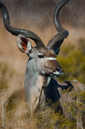 Kudu bull portrait