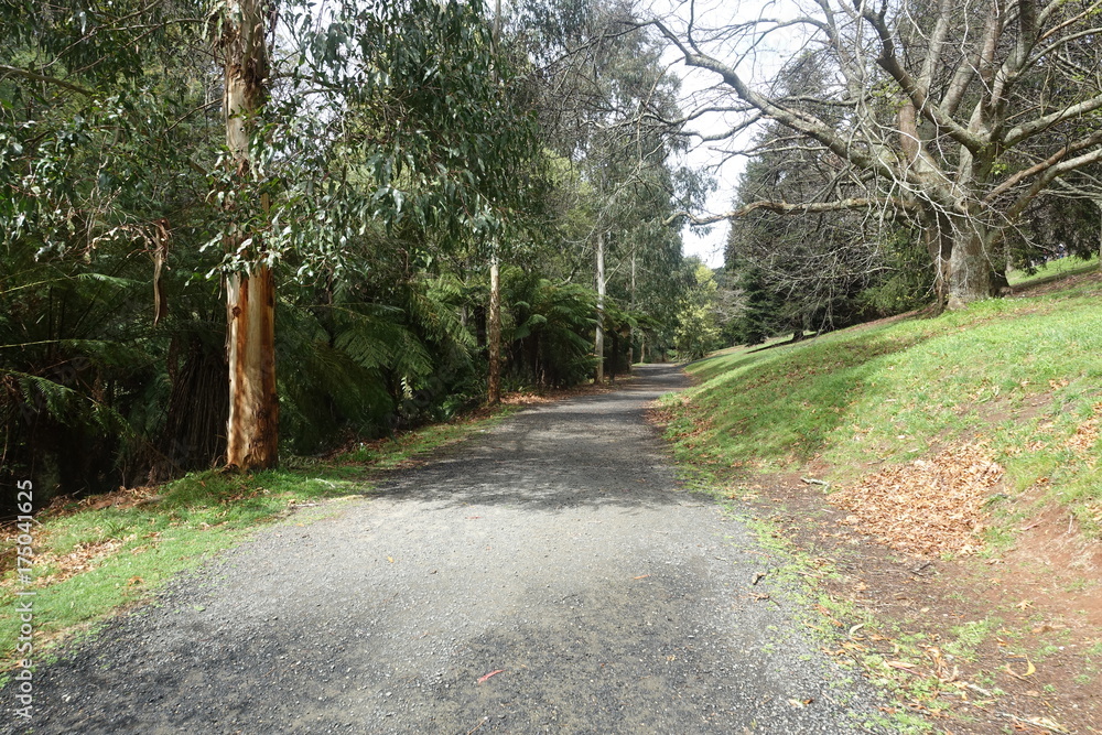 Forest Trail