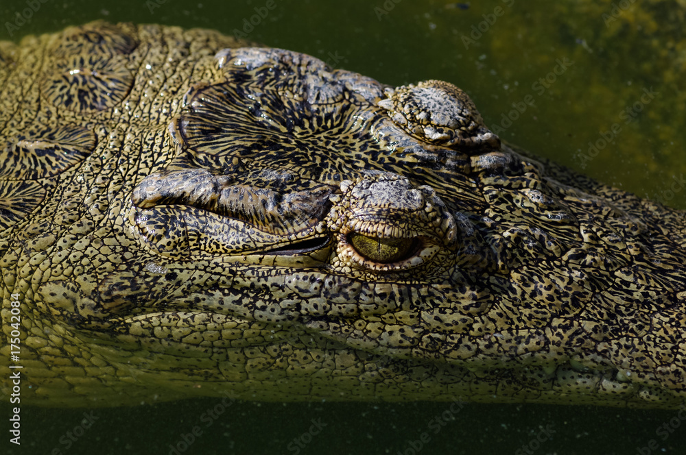 Young crocodile face markings