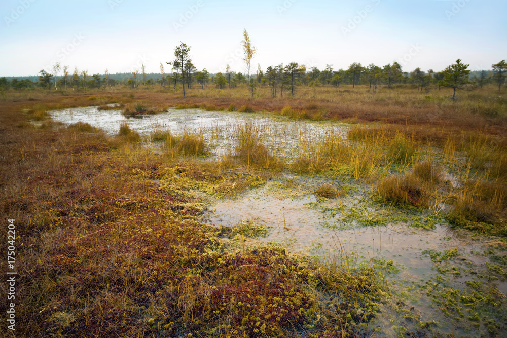 Latvia. Beautiful colors  in the swamp Kemeri.