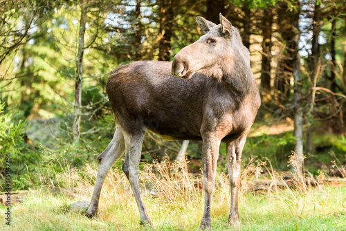 Moose cow standing in spruce forest clearing looking and listening behind her. © imfotograf